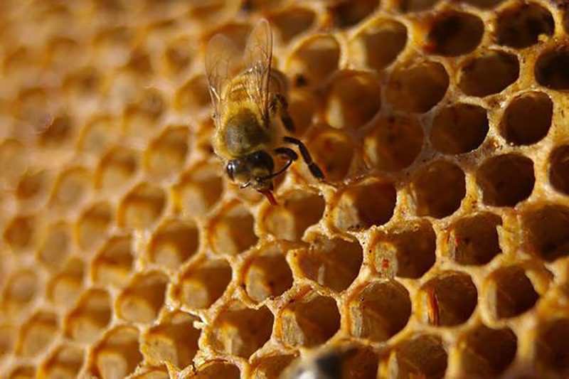 Auckland University of Technology Develops Honeycombs Through 3D Printing