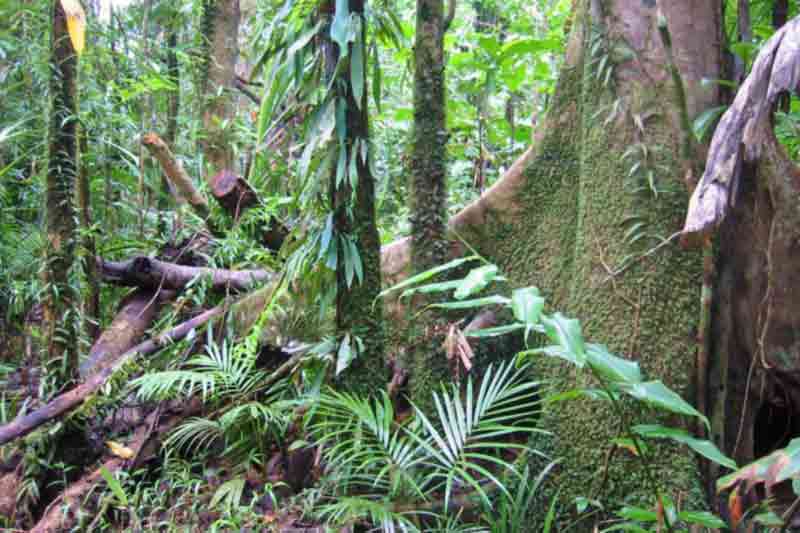 Indigenous rangers in Queensland to use drones for mapping and monitoring biodiverse region