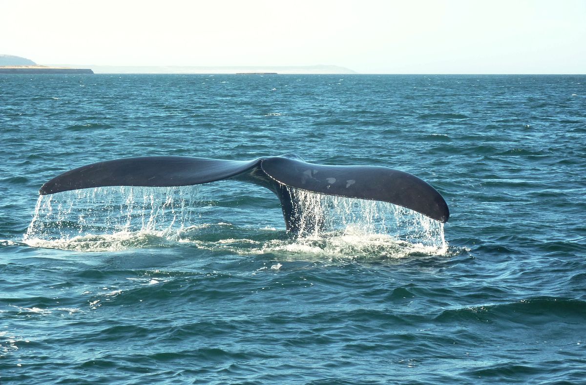 DELWP Victoria to use drones for studying critically endangered whale species