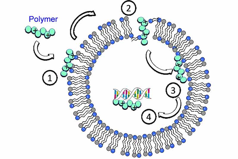 International research team develops polymer that can kill 5 types of drug-resistant bacteria