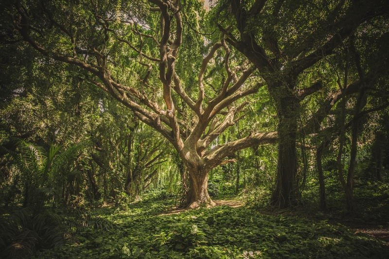 Singapore’s National Parks Board to step up use of technology for greenery management