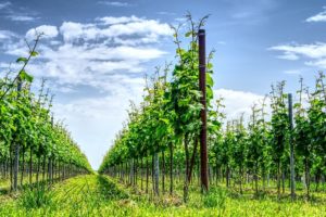 Artificial intelligence and machine learning to improve Australia’s winemaking industry