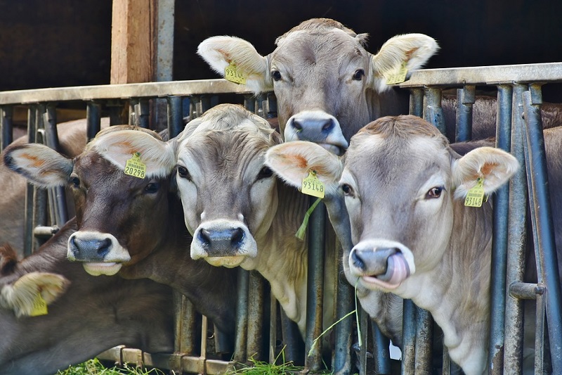 Victoria Dairy Industry