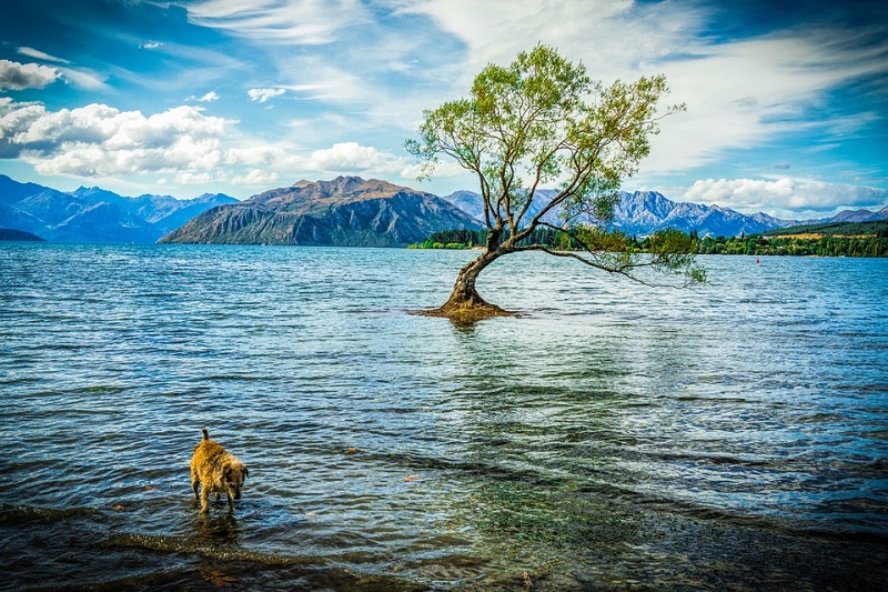 Data Science for New Zealand Environment Problems