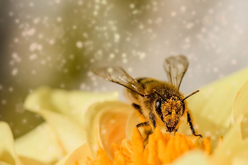 Advancing Honey Harvest With Drone Tech