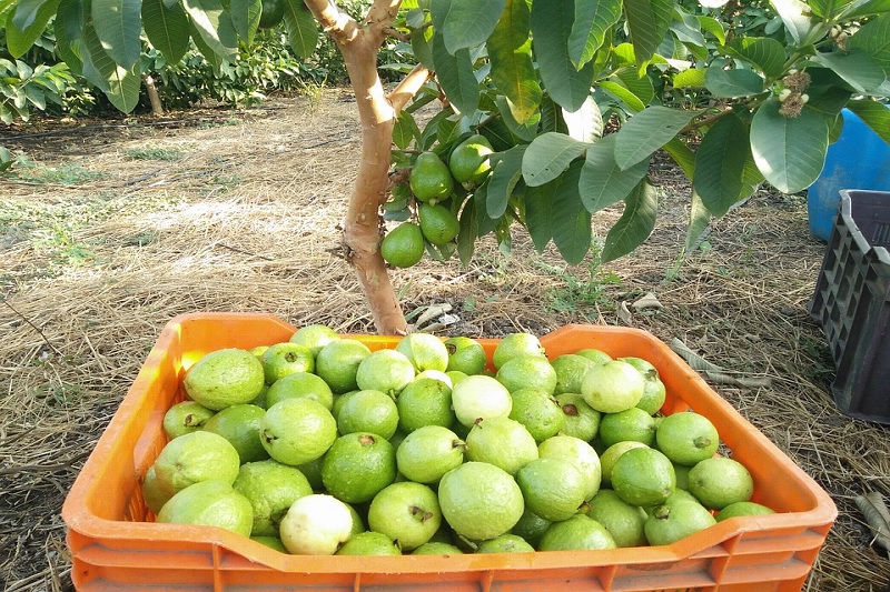 Guava Farm